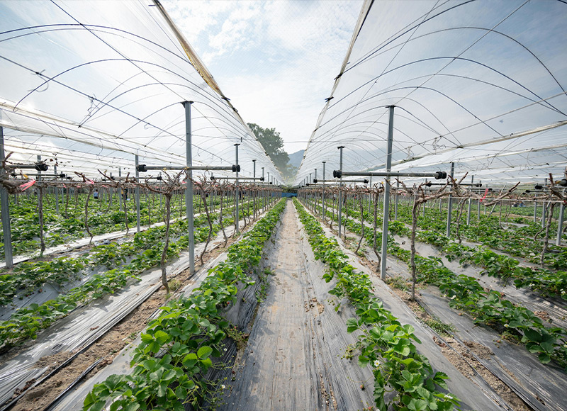 Breeding Sheds & Greenhouses